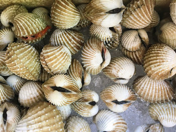 High angle view of seashells