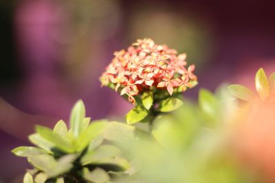 Close-up of flowers