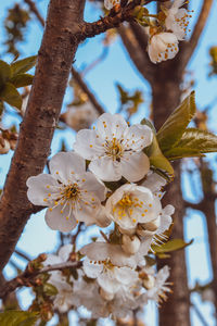 Close-up of white cherry blossom tree