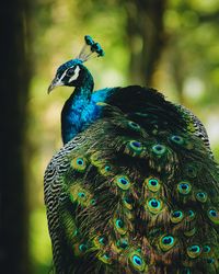 Close-up of peacock