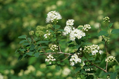 Close-up of white flowering plant