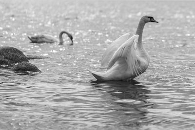 Swans swimming in lake