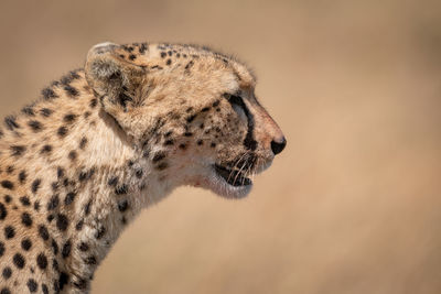 Cheetah looking away in forest