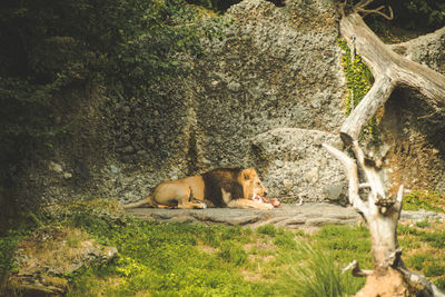 Cat resting in a forest