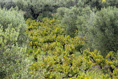 Plants growing on field