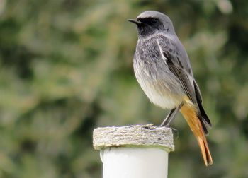 Close-up of bird perching outdoors