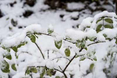 Close-up of snow covered plant