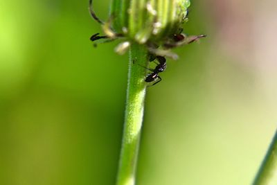 Close-up of insect on plant