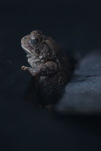 Close-up of frog over black background