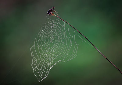 Close-up of spider on web