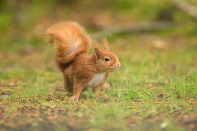 Squirrel on grass