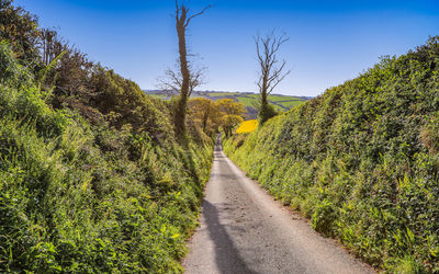 Road amidst trees against sky
