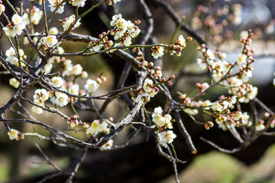 Close-up of cherry blossoms in spring