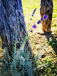 Close-up of dead tree trunk on field