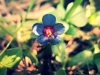 Close-up of purple flowers blooming outdoors