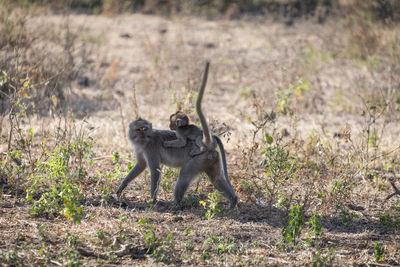 Side view of lion walking on field