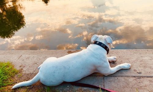 Rear view of dog looking at lake