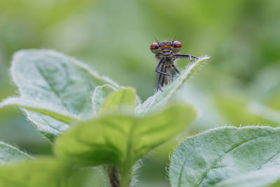 Close-up of insect on leaf