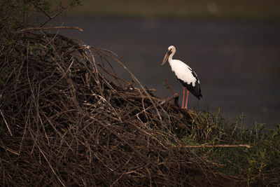 Bird perching on branches