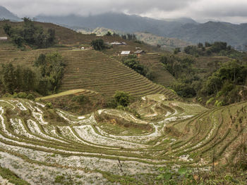 High angle view of agricultural field