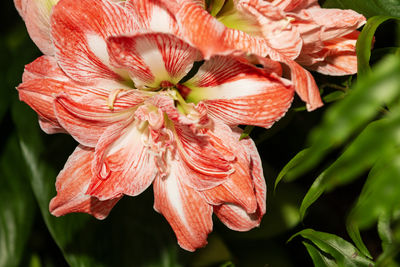 Close-up of barbadoslily 