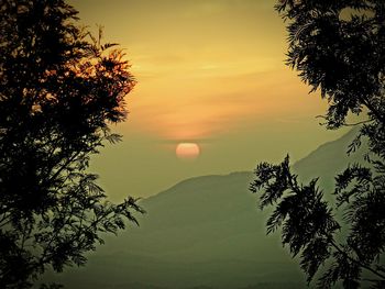 Trees against sky during sunset