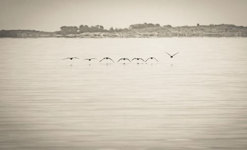 Birds in lake against sky