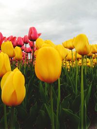 Close-up of yellow flowers blooming in field