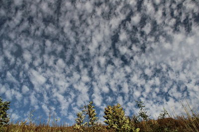 Low angle view of trees against cloudy sky