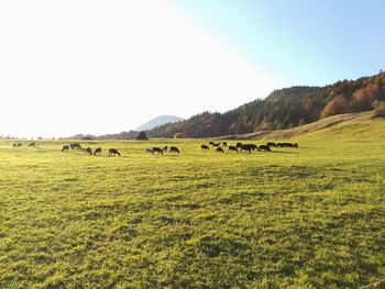 Scenic view of grassy field against sky