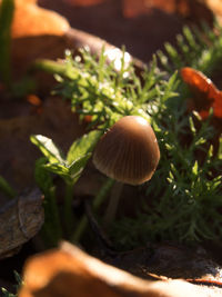 Close-up of mushroom growing on field