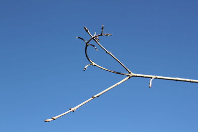 Low angle view of birds perching on tree against sky