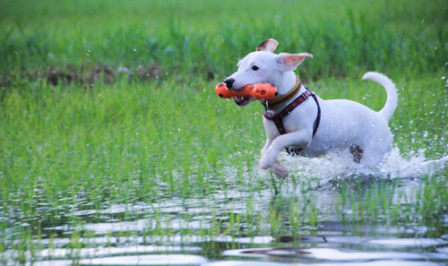 Dog running in grass