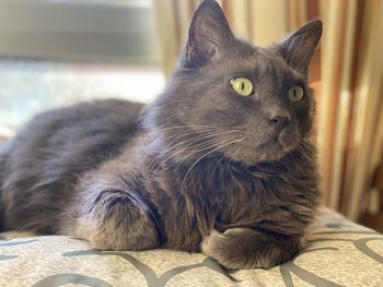 Close-up of cat looking away at home