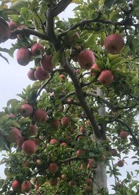 Low angle view of apple tree