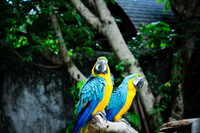 Birds perching on a tree