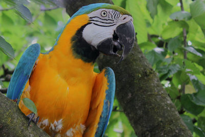 Close-up of parrot perching on branch