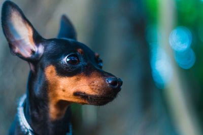 Close-up of dog