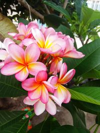 Close-up of frangipani blooming outdoors