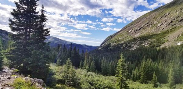 Pine trees on mountains against sky