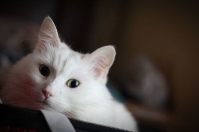 A close up portrait of a white female domestic long hair cat.