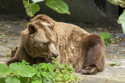 Lion resting in a forest
