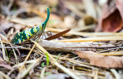 Close-up of insect on dry grass