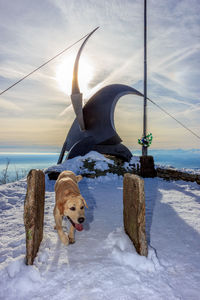 High angle view of dog on snow covered landscape