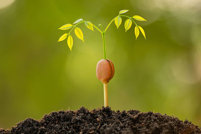 Close-up of small plant growing outdoors