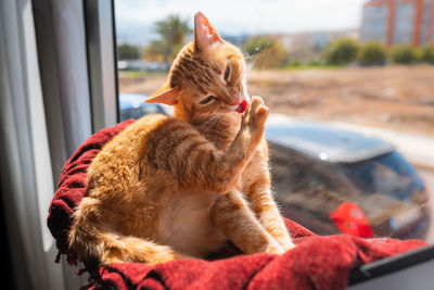 Close-up of a cat looking away