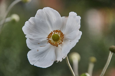 Close-up of white flowering plant