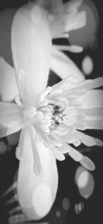 Close-up of white flower