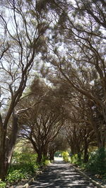Footpath amidst trees