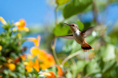 Scintillant hummingbird - selasphorus scintilla - female in a tropical garden